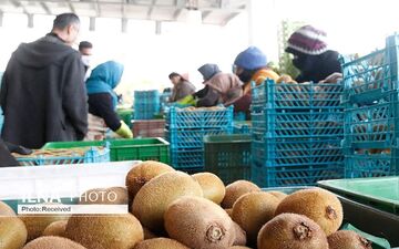 آزادسازی صادرات کیوی از ابتدای مهرماه