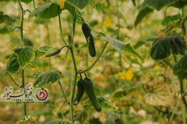 خسارت وارده به زراعت استاد اصفهان 