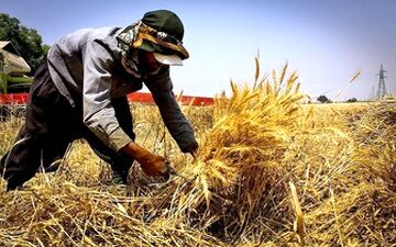 سرگردانی کشاورزان از تأخیر در اعلام نرخ خرید تضمینی گندم