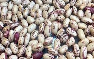  خبر رسمی درباره قیمت لوبیا چیتی اعلام شد (۱۱ مرداد) 