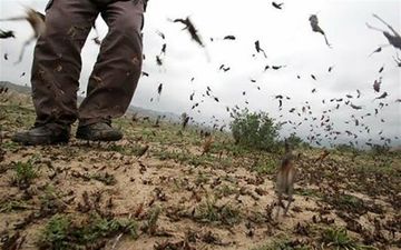 احتمال هجوم ملخ‌های صحرایی به استان بوشهر از بهمن ماه
