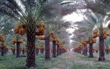 وقتی در هوای خرما پزان بوشهر درختان نخل با اصلاح الگوی آبیاری به ثمر می نشینند + فیلم 