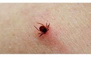 ۱۸ نفر ابتلا و یک مورد فوتی با تب کریمه کنگو 