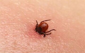 از هر ۱۰ بیمار مبتلا به تب کریمه کنگو ۳ نفر می‌میرند
