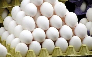  سقوط آزاد قیمت تخم‌مرغ؛ یک شانه ۳۰ عددی چند ؟! 