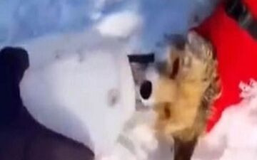 نجات روباهی که قربانی خودخواهی مردم شده بود + فیلم 