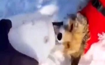 نجات روباهی که قربانی خودخواهی مردم شده بود + فیلم 