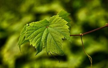 خواص برگ انگور برای ورزشکاران