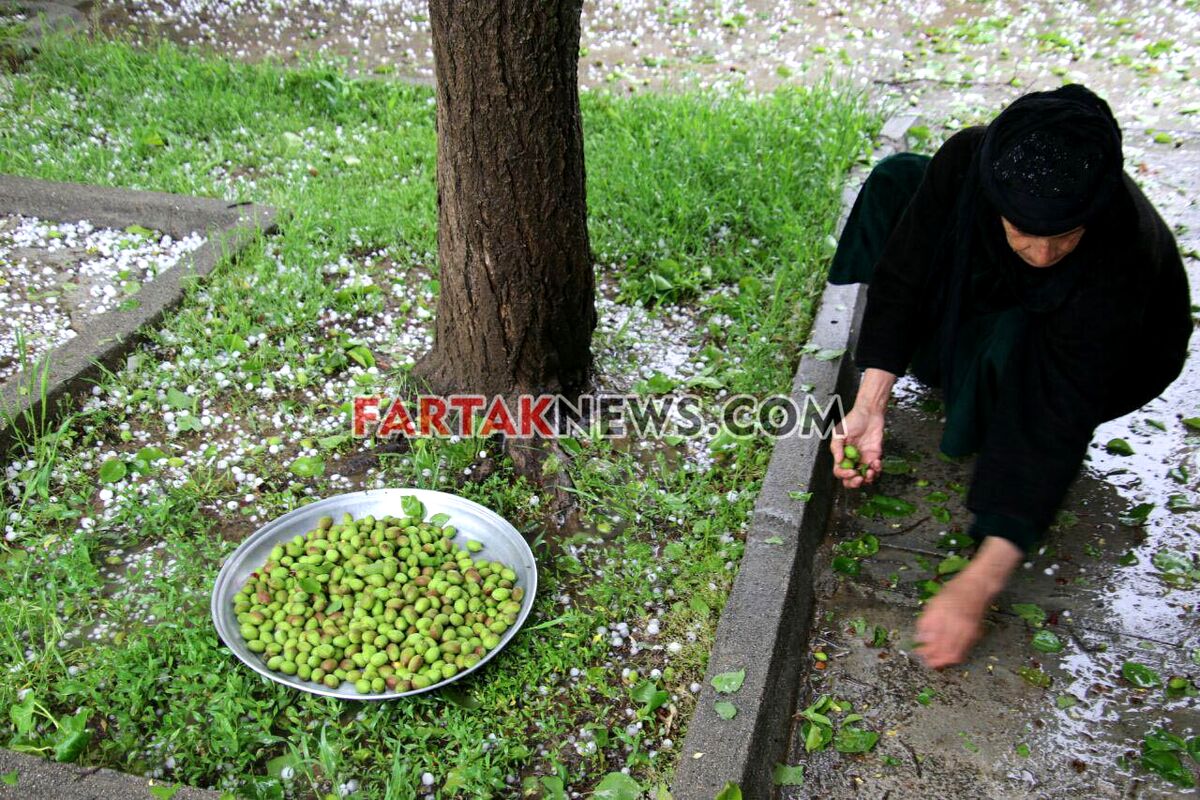 تگرگ در گهواره