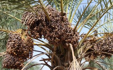 ۸۵ هزار تن محصول خرمای کرمان بر اثر خشکیدگی خوشه خرما از بین رفت
