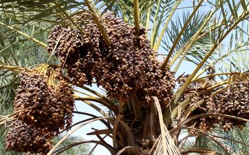 ۸۵ هزار تن محصول خرمای کرمان بر اثر خشکیدگی خوشه خرما از بین رفت
