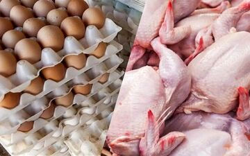 از مزرعه تا بشقاب: راز تولید انبوه تخم مرغ و گوشت مرغ در استرالیا | فیلم