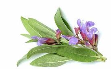 گیاهی که قاتل سلول های سرطان ریه می شود