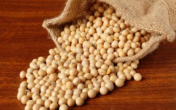 جایگزین غنی از پروتئین و کم‌هزینه برای گوشت
