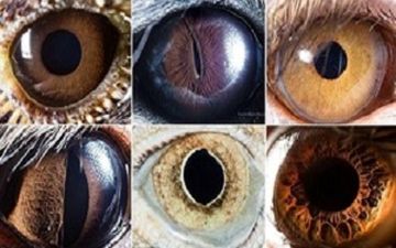 دنیای اعجاب‌انگیز چشمان حیوانات + فیلم
