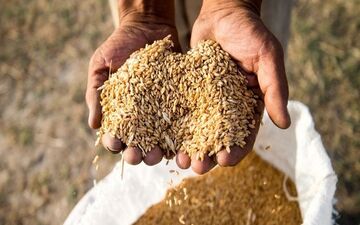 راه برای هرگونه قاچاق گندم در استان بسته شود