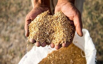 راه برای هرگونه قاچاق گندم در استان بسته شود