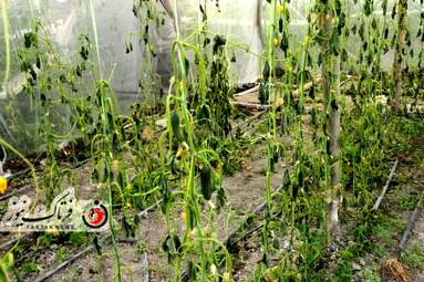 خسارت وارده به زراعت استاد اصفهان 