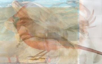 حقایق پنهان شخصیتی| از خرس تا خرچنگ؛ حیوانات چه چیزی در باره شخصیت ما می‌گویند؟