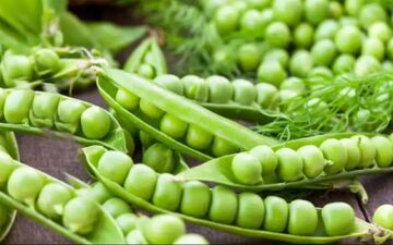 آیا باید نخود فرنگی را از رژیم خود کنار بگذاریم؟