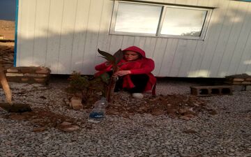 کاشت گل در روستای کوئیک حسن در منطقه زلزله زده دشت‌ذهاب به روایت تصویر