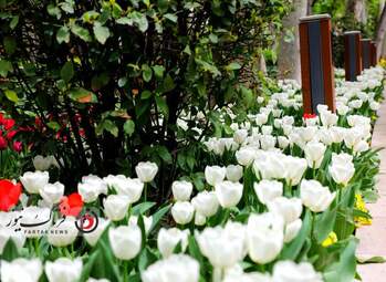  باغ ایرانی  بوستان  لاله های رنگین 