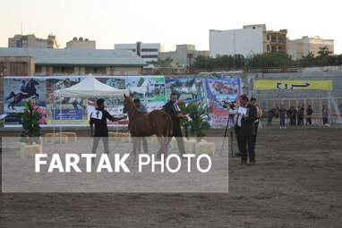  چهارمین جشنواره ملی زیبایی‌های اسب (تاق‌بستان)  جشنواره اسب اصیل کُرد