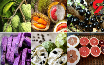 برای داشتن روان سالمتر میوه بخورید