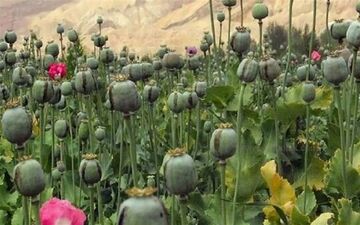 لزوم بازگشت ایران به کشت قانونی خشخاش برای تأمین مواد اولیه دارویی
