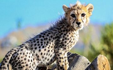  بیماری "پیروز" نارسایی حاد کلیوی است نه انسداد روده! 