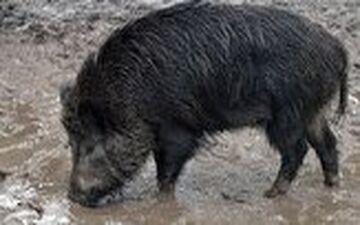 حمله گراز به یک مرد در مراسم عروسی 