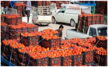 قیمت گوجه‌ ارزان می‌شود؟


