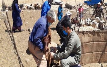 آغاز طرح مایه‌کوبی دام‌های کرمانشاه