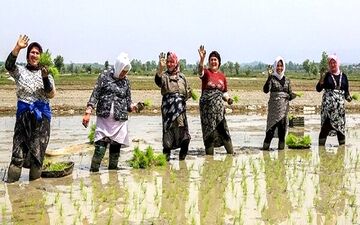 فروش برنج روی دیوار، ۸هزار تومان ارزان‌تر از مغازه
