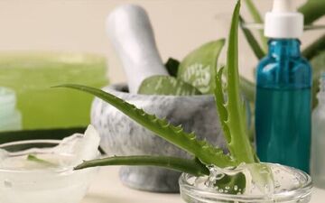 گیاه معجزه‌گر اما خطرناک