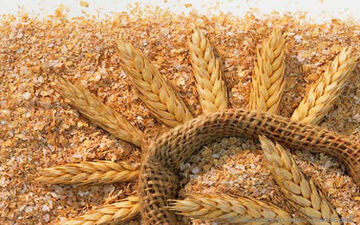 سبوس گندم خطر ابتلا به سرطان روده و گوارش را کاهش می دهد 