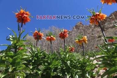 محسن عباسی‌فرد- ایرج الیاسی دالاهو
