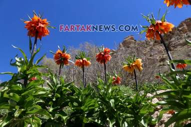 محسن عباسی‌فرد- ایرج الیاسی دالاهو