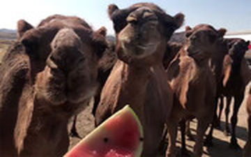 گله شترها در میانه تبریز زنجان چه می کنند؟