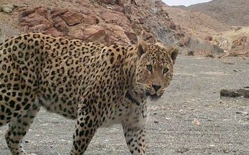 پلنگ به چوپان ایذه‌ای حمله کرد