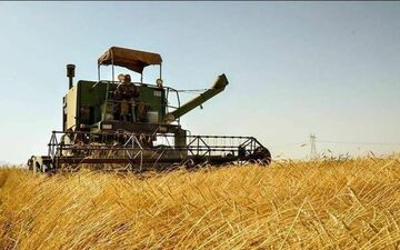 ‍ خرید تضمینی بیش از 500 تن گندم مازاد بر نیاز کشاورزان مناطق گرمسیری استان کرمانشاه 