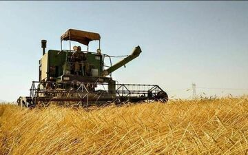 ‍ خرید تضمینی بیش از 500 تن گندم مازاد بر نیاز کشاورزان مناطق گرمسیری استان کرمانشاه 