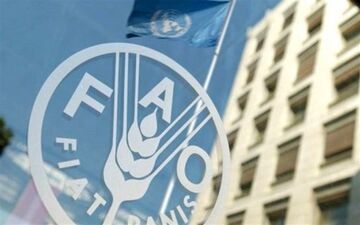 فائو درباره آفت سرخرطومی حنایی خرما در ایران هشدار داد
