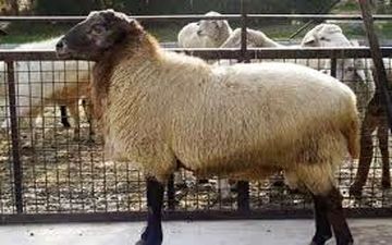 ثبات قیمت دام زنده گوسفندی و گوساله/ کاهش ۳۰ هزار تومانی دام زنده