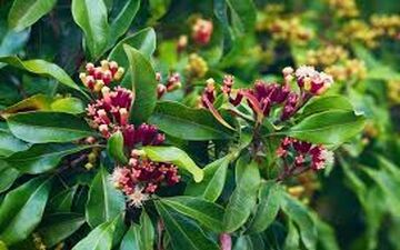 رفع بوی بد دهان با گیاه میخک
