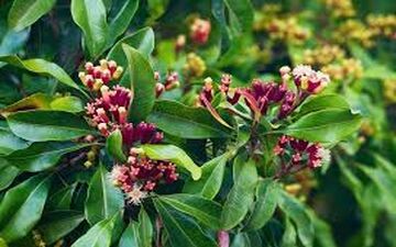 رفع بوی بد دهان با گیاه میخک