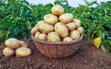 سیب زمینی‌هایی که نباید خورده شوند!