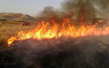 آتش به جان باغات و مزارع گندم در جوانرود افتاد 