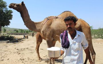قیمتهای نجومی شیرالاغ و شتر/حکم خوردن شیر الاغ و مزایای آن
