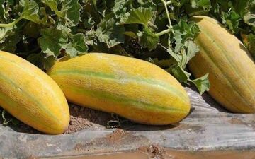 هشدار! با خربزه این خوراکی ها را نخورید!
